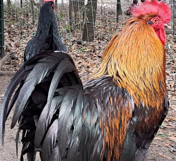 Black Copper Marans - LOCAL PICKUP ONLY
