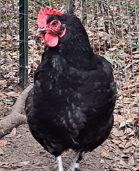 Black Copper Marans - LOCAL PICKUP ONLY