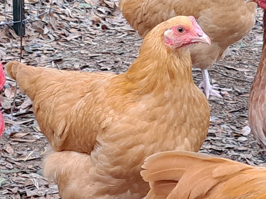 Buff Orpington - LOCAL PICKUP ONLY