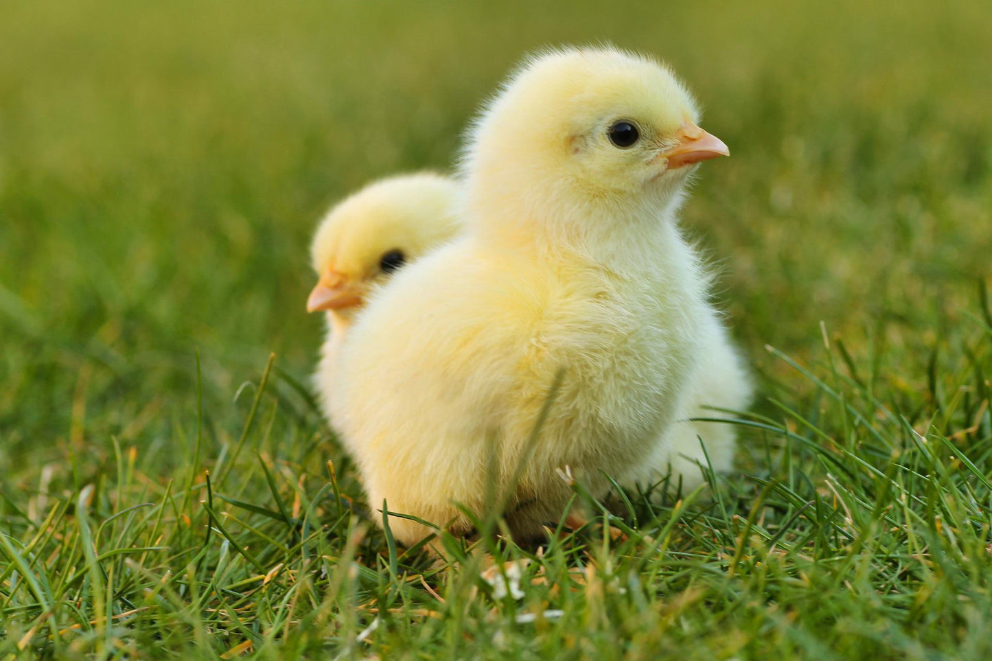 Beginner Chicken Class - SOLD OUT for Spring 2023