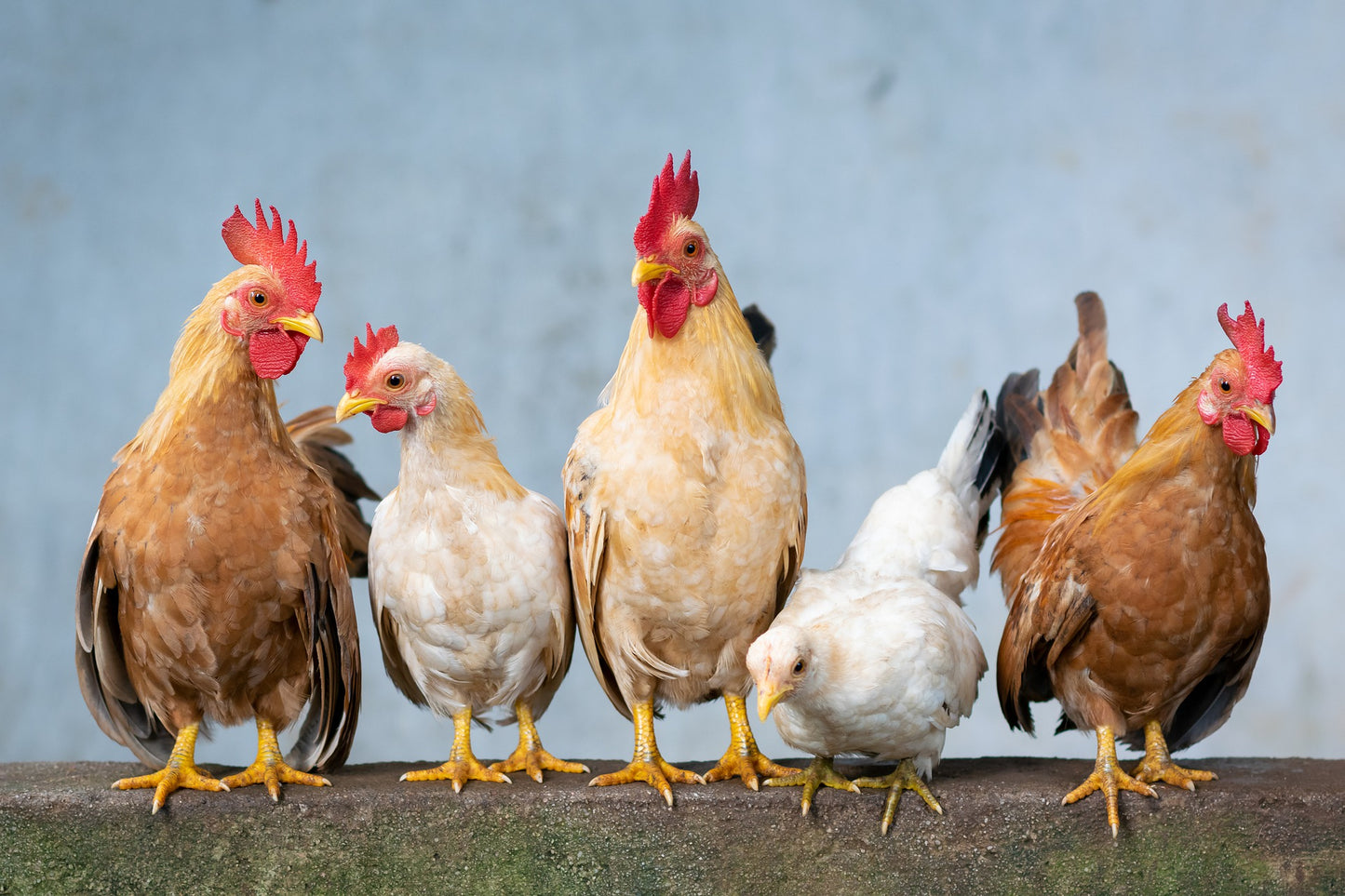 Beginner Chicken Class - SOLD OUT for Spring 2023