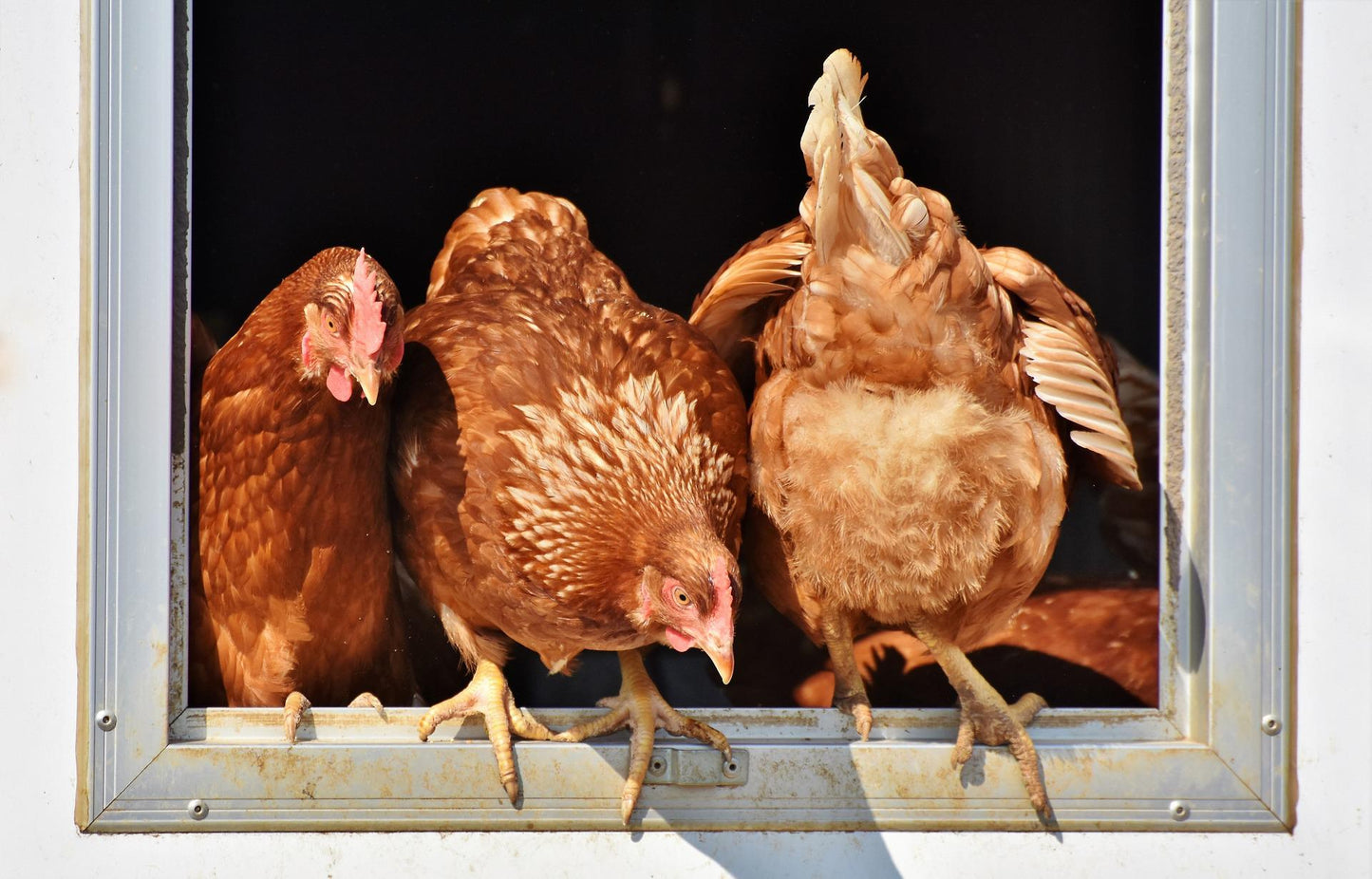 Beginner Chicken Class - SOLD OUT for Spring 2023