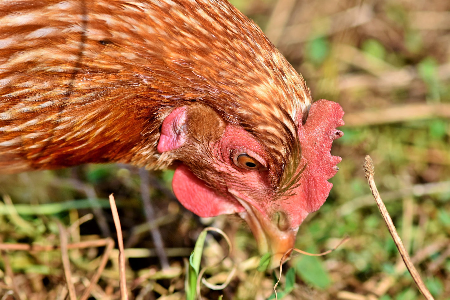 Heritage Rhode Island Red - LOCAL PICKUP ONLY