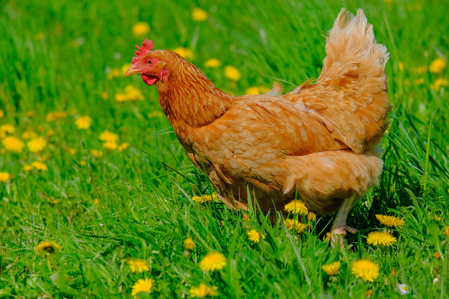 Beginner Chicken Class - SOLD OUT for Spring 2023