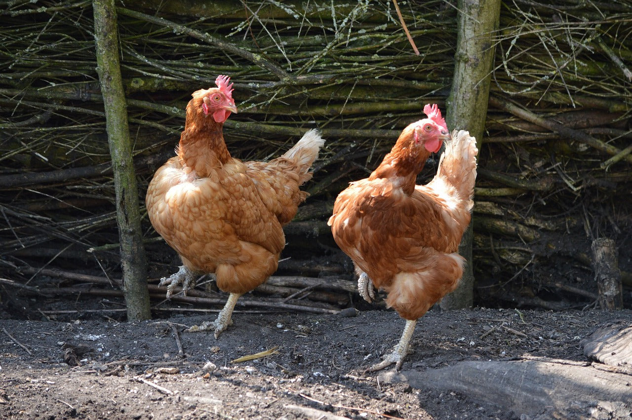 Beginner Chicken Class - SOLD OUT for Spring 2023