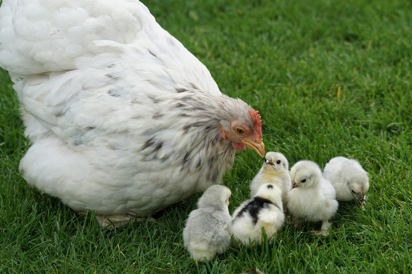 Beginner Chicken Class - SOLD OUT for Spring 2023