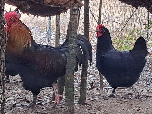 Black Copper Marans - LOCAL PICKUP ONLY