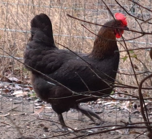 Black Copper Marans - LOCAL PICKUP ONLY