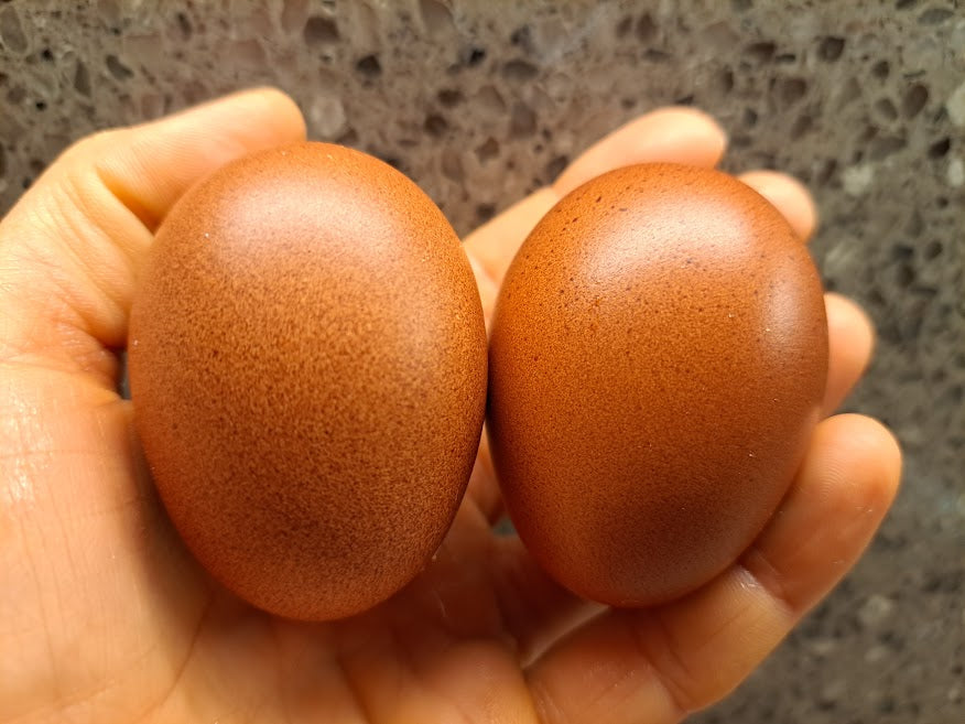 Black Copper Marans - LOCAL PICKUP ONLY