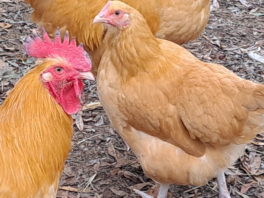 Buff Orpington - LOCAL PICKUP ONLY