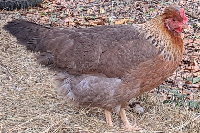 Easter Eggers - LOCAL PICKUP ONLY