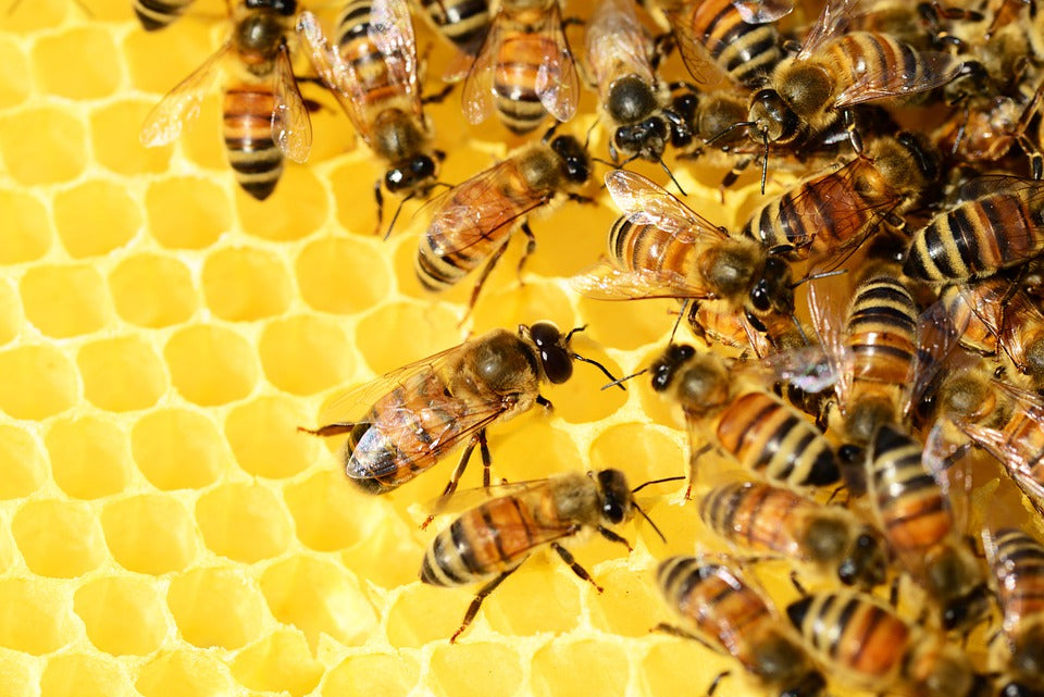 Raw Georgia Honey