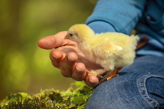 Beginner Chicken Class - SOLD OUT for Spring 2023