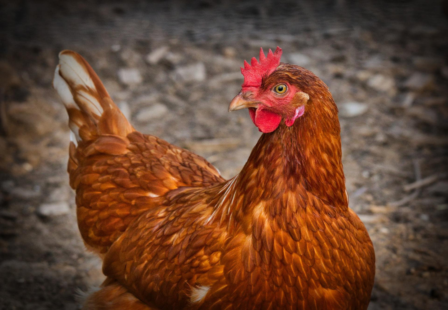 Heritage Rhode Island Red - LOCAL PICKUP ONLY