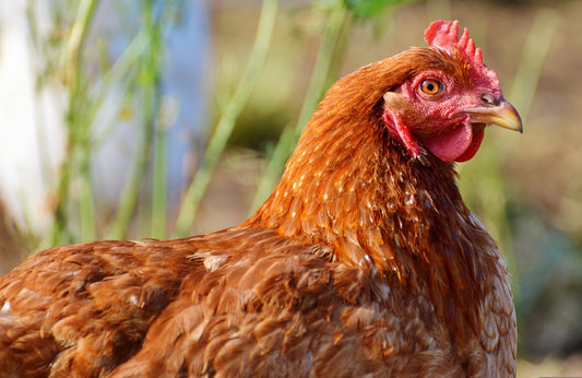 Heritage Rhode Island Red - LOCAL PICKUP ONLY