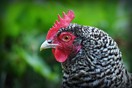 Heritage Barred Plymouth Rock - LOCAL PICKUP ONLY