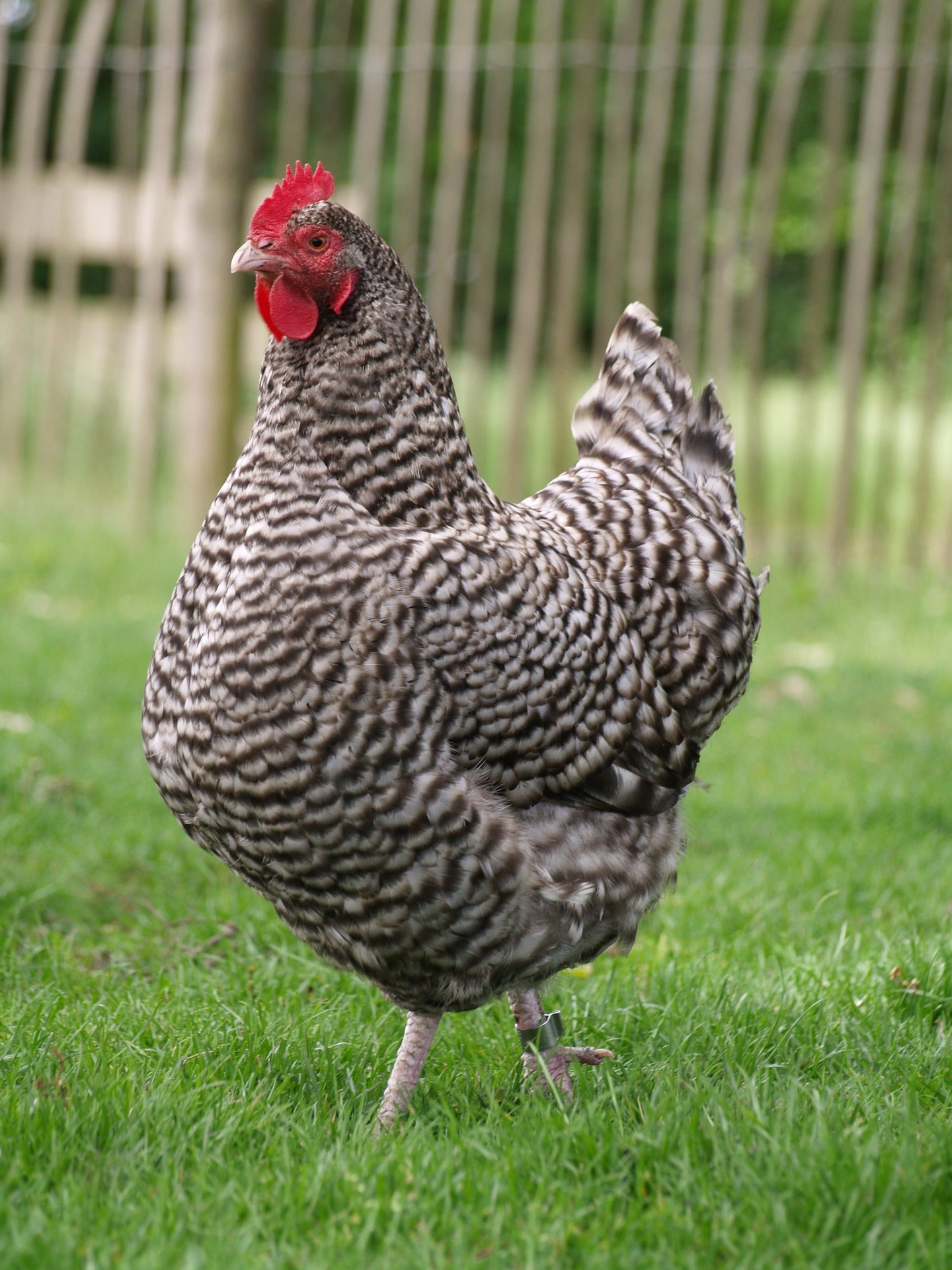 Heritage Barred Plymouth Rock - LOCAL PICKUP ONLY – Hendricks Farm & Hatchery LLC